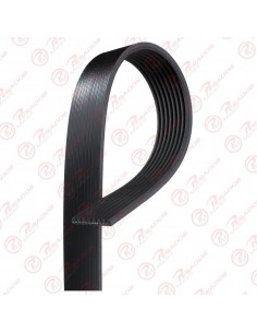 Correa Poli V 8pk1815 Dayco